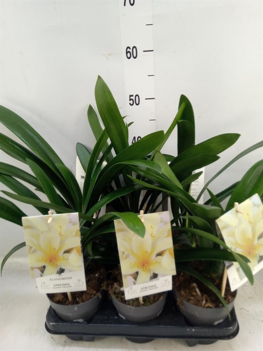 <h4>Clivia miniata var. citrina</h4>