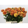 Dahlia Cornel Bronze