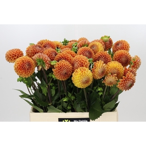 Dahlia Cornel Bronze