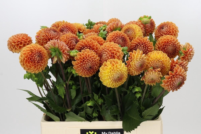 Dahlia Cornel Bronze