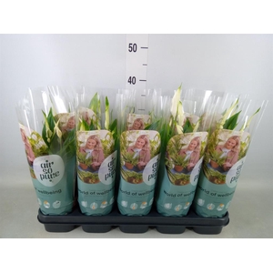 Spathiphyllum 'Bellini'