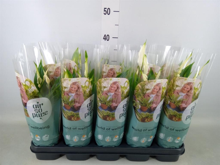 <h4>Spathiphyllum  'Bellini'</h4>