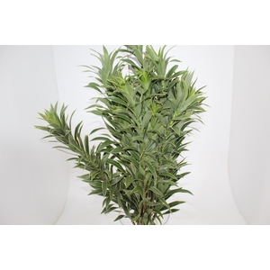 FOLHAGEM DRACENA PLEOMELE CINZA