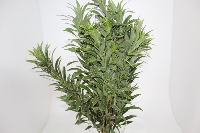 <h4>FOLHAGEM DRACENA PLEOMELE CINZA</h4>