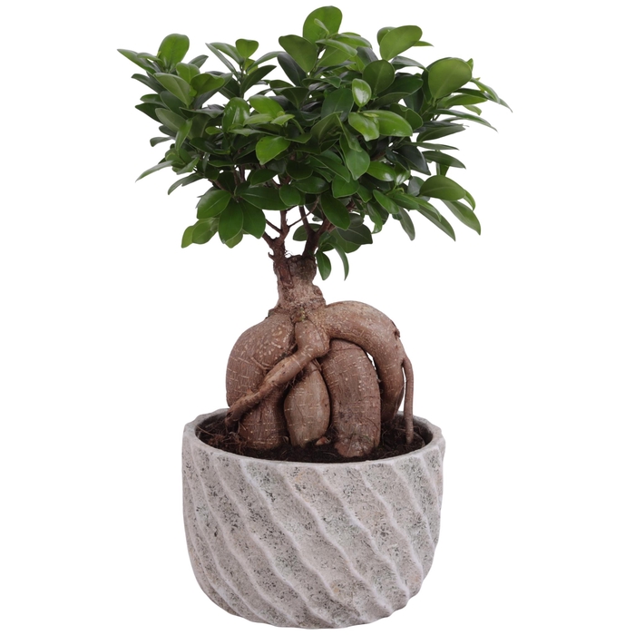 <h4>Ficus m. Ginseng Ball Shape Ø20cm in Ø23cm Ceramic NT668</h4>