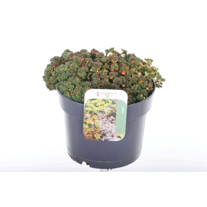 Sedum oreganum