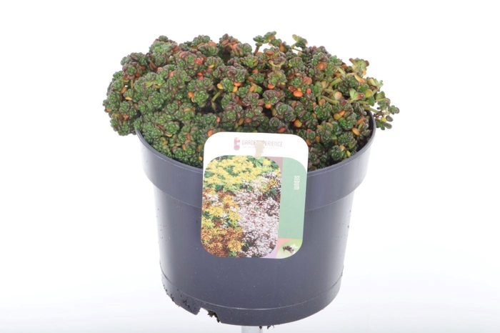 <h4>Sedum oreganum</h4>