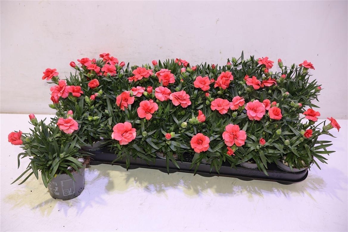 <h4>arr8 Dian Osc Red</h4>