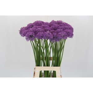 Allium Gladiator