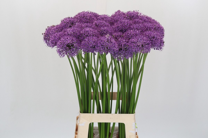 Allium Gladiator