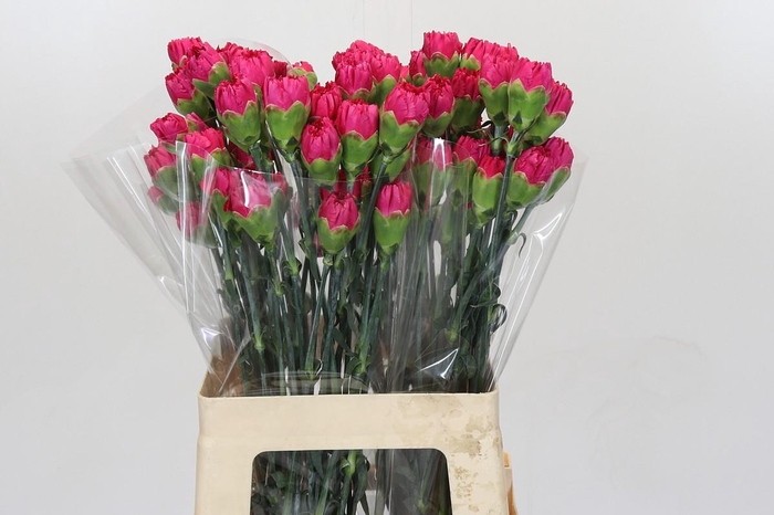 <h4>Dianthus St Bizet</h4>