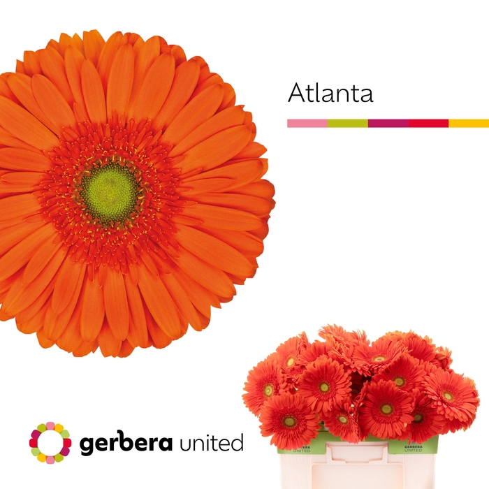 <h4>Gerbera Atlanta Water</h4>