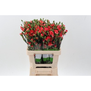 Di Tr Fire Flame  x20