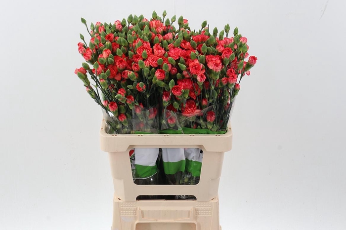 <h4>Di Tr Fire Flame x20</h4>