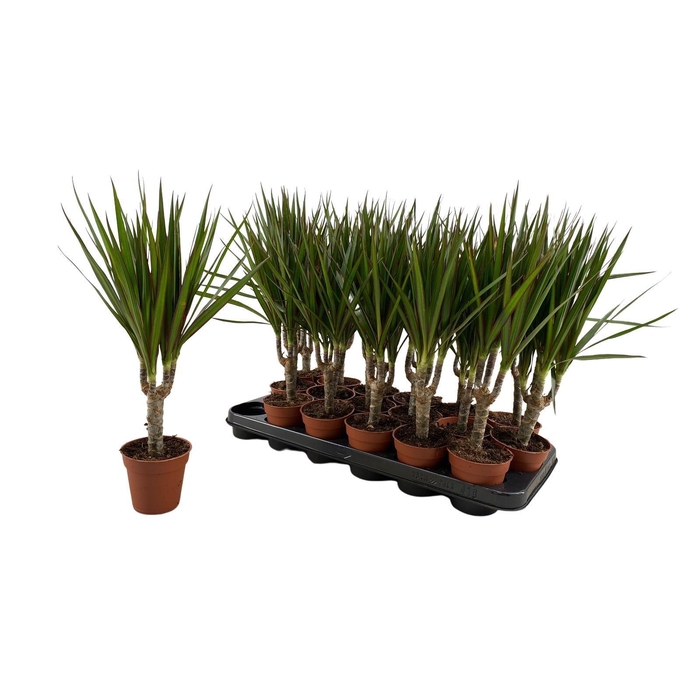 <h4>Dracaena marg.</h4>