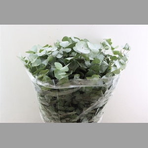 Euca Cinerea 200gr P Bunch