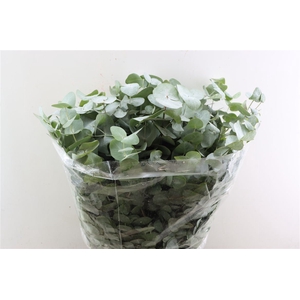 Euca Cinerea 200gr P Bunch