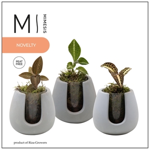 Jewel Orchid - KARMA Jewel Mix | Ibiza