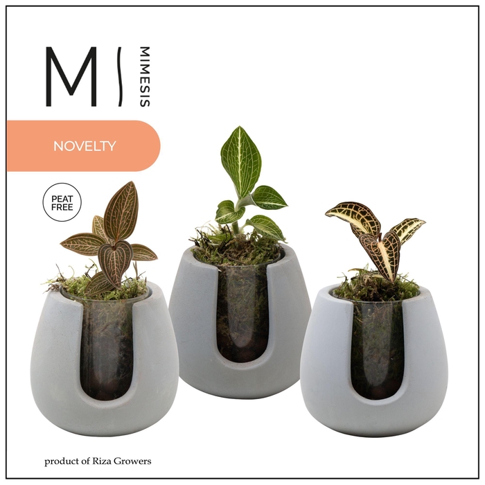 <h4>Jewel Orchid - KARMA Jewel Mix | Ibiza</h4>