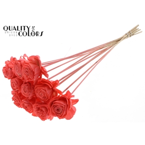 Shola Beauty Rose 6cm on stem Coral