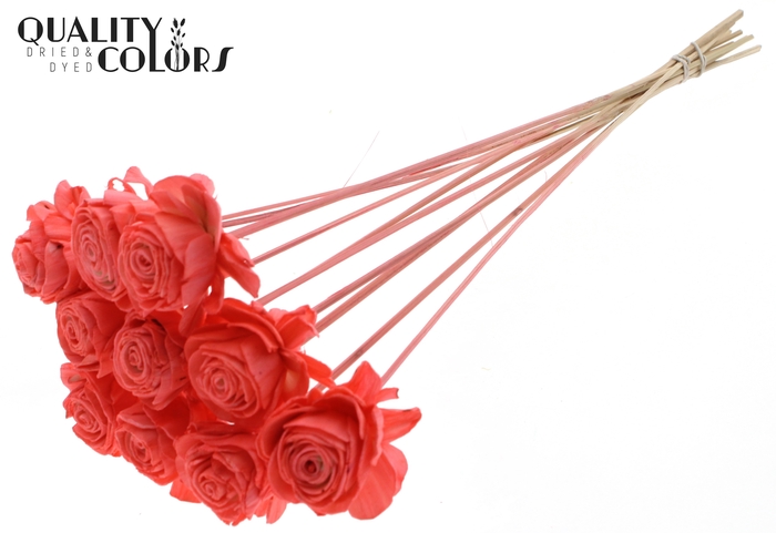 Shola Beauty Rose 6cm on stem Coral