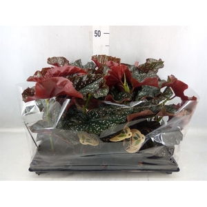 Begonia BD   ...