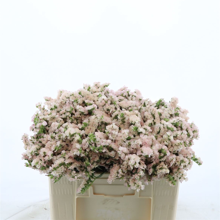 <h4>Statice Apricot Sun Birds</h4>