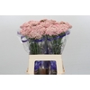 Ozothamnus Cooks Pink