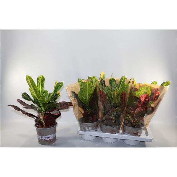 <h4>Croton Excellent 17cm in Vensterhoes"Sunshiners®"</h4>