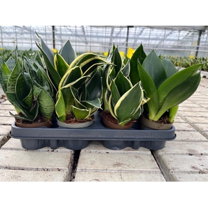 Sansevieria trifa. 'Hahnii'