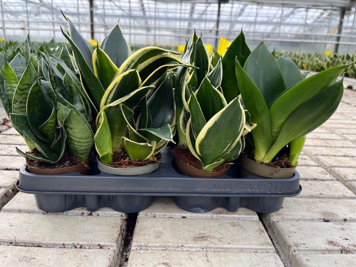<h4>Sansevieria trifa. 'Hahnii'</h4>