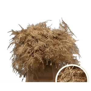Asparagus 1e Veren Antique Gold