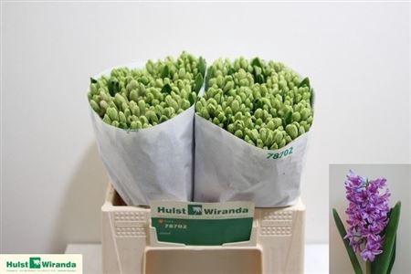 <h4>Hyac Purple Voice</h4>