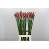 Nerine Katjana