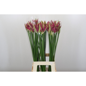 Nerine Katjana