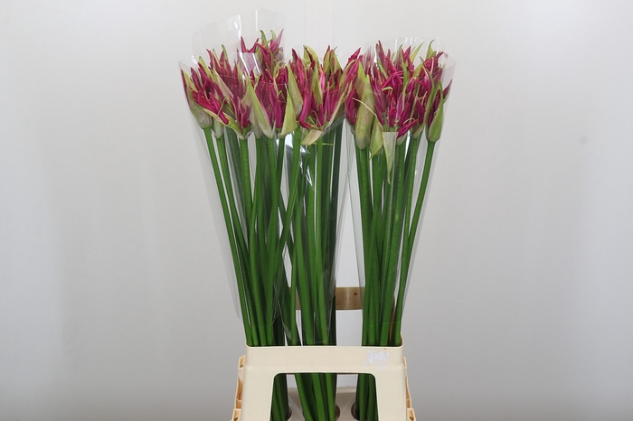 Nerine Katjana