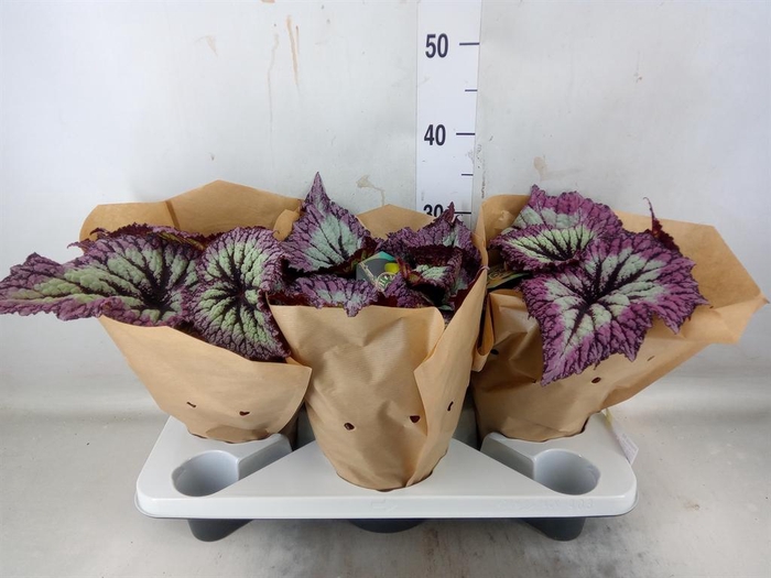 <h4>Begonia BD ...</h4>