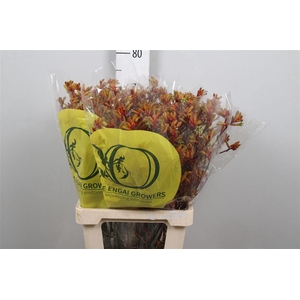 Anigoz Orange Velvet