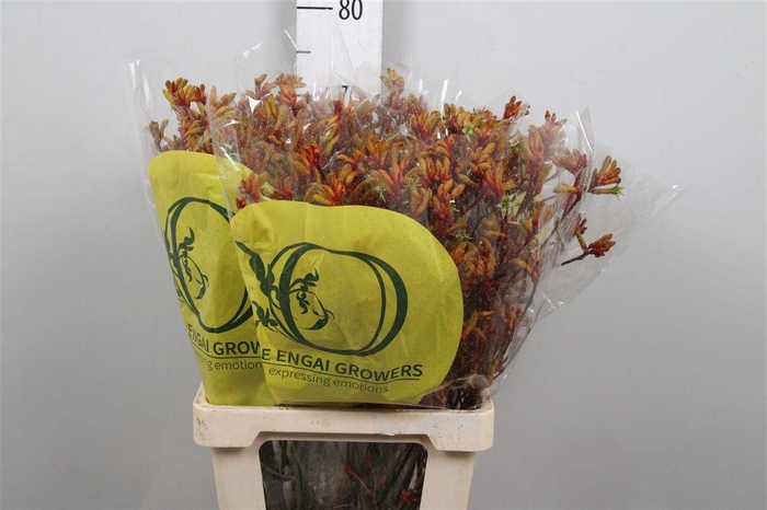 <h4>Anigoz Orange Velvet</h4>