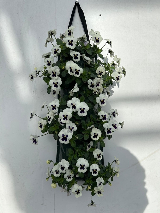 <h4>VIO CORNUTA</h4>