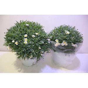 arr8 Arg Stella 2000