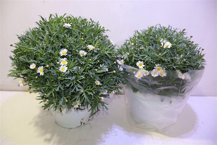 <h4>Arg Stella 2000</h4>