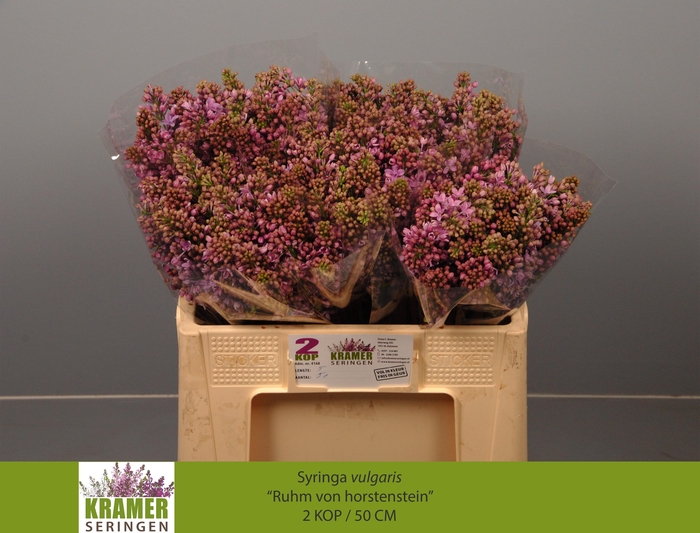 <h4>SYR V R V HORSTENST</h4>