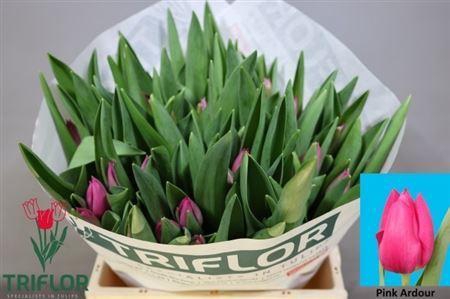 <h4>Tu En Pink Ardour</h4>