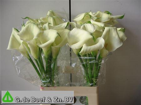 <h4>Zant Bridal Bliss</h4>