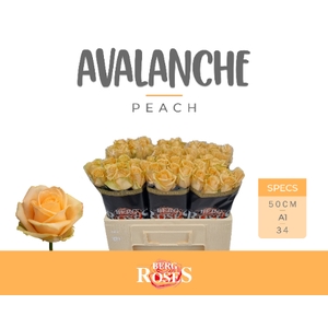 R GR AVALANCHE PEACH+ 034