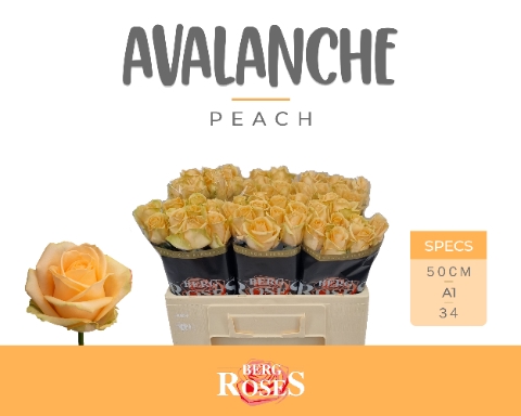 <h4>R GR AVALANCHE PEACH+ 034</h4>