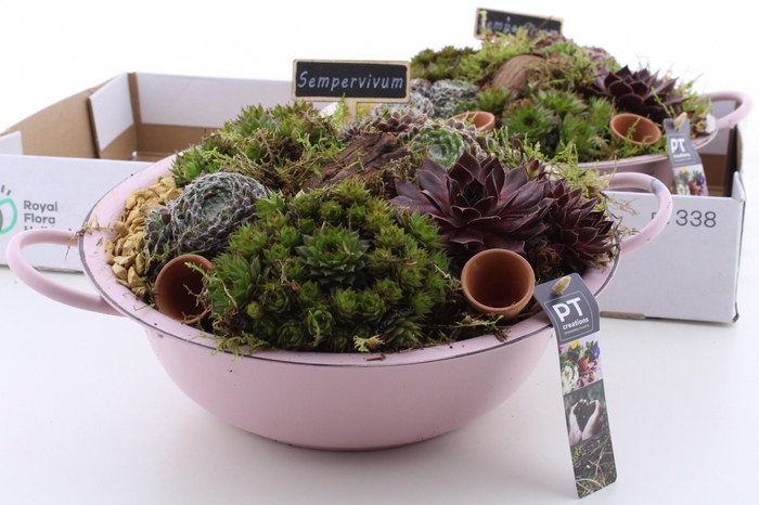 <h4>ARR SEMPERVIVUM</h4>