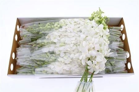 <h4>DENDR M POMP WIT</h4>