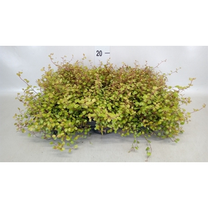 Muehlenbeckia com. 'Golden Girl'